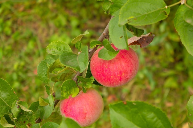 Primer plano de manzanas rojas en los árboles en un huerto vegetariano comida ecológica