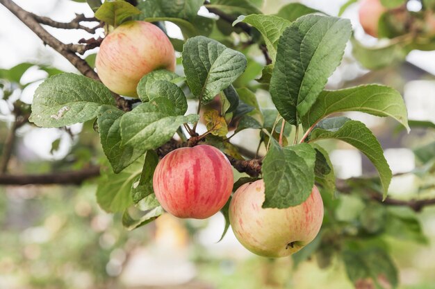 Primer plano de manzanas rojas frescas maduras en la rama de un árbol de manzana en el jardín está listo para la cosecha