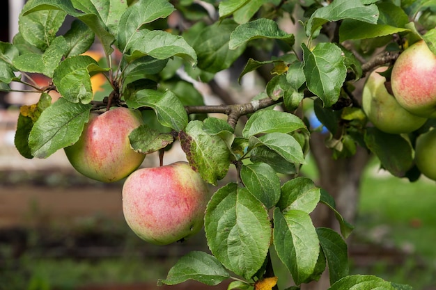 Primer plano de manzanas rojas frescas maduras en la rama de un árbol de manzana en el jardín está listo para el fondo de la cosecha