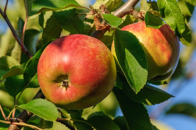 Primer plano de manzanas rojas líquidas maduras en una rama de manzano