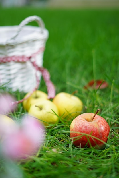 Un primer plano de manzanas rojas y verdes maduras sobre hierba verde cerca de una cesta de mimbre blanca en otoño