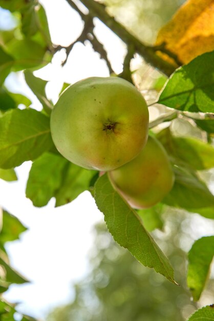 Primer plano de manzanas verdes frescas en una granja de huerta sostenible en el campo agrícola con hojas de rama