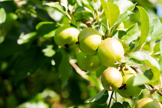 Primer plano de manzanas verdes jóvenes en una rama