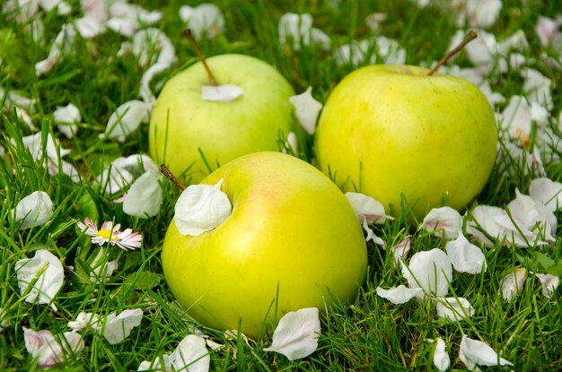 Primer plano de manzanas verdes sobre un fondo de hierba y pétalos blancos de un manzano