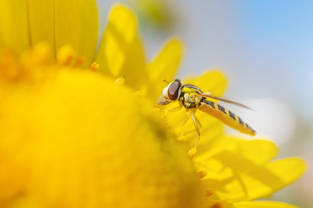 Primer plano de manzanilla y abeja amarilla