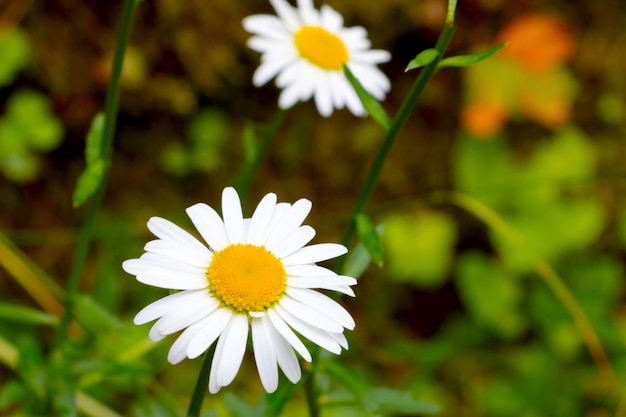 Primer plano de una manzanilla blanca floreciente en un prado en verano