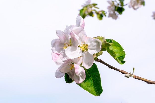 Primer plano de un manzano en flor de primavera en flor de manzano