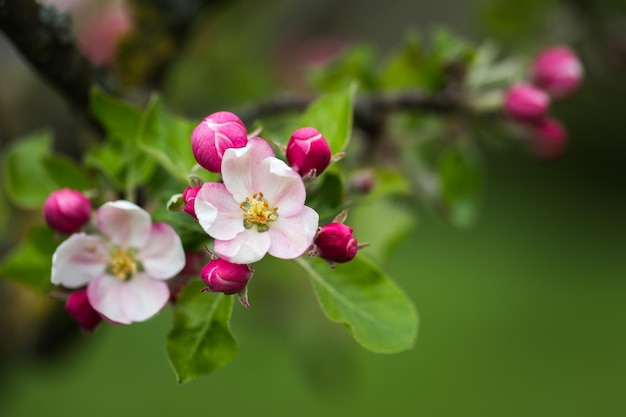 Un primer plano de un manzano en flor