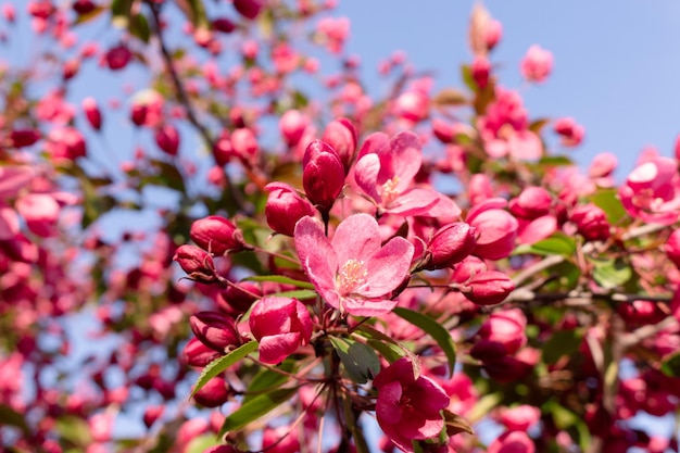 Primer plano de un manzano rosa decorativo floreciente