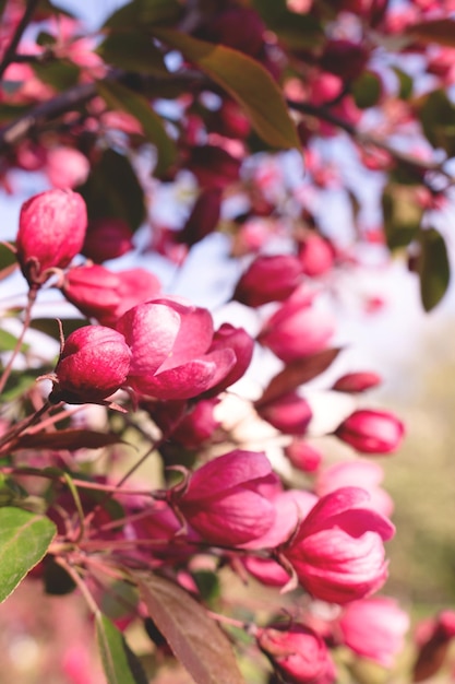 Primer plano de un manzano rosa decorativo floreciente