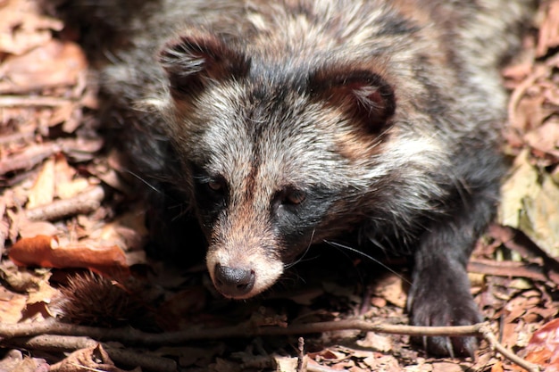 Primer plano de un mapaches en el campo