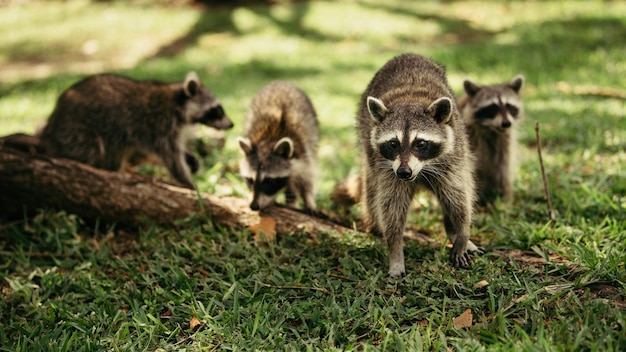 Primer plano de mapaches en el campo