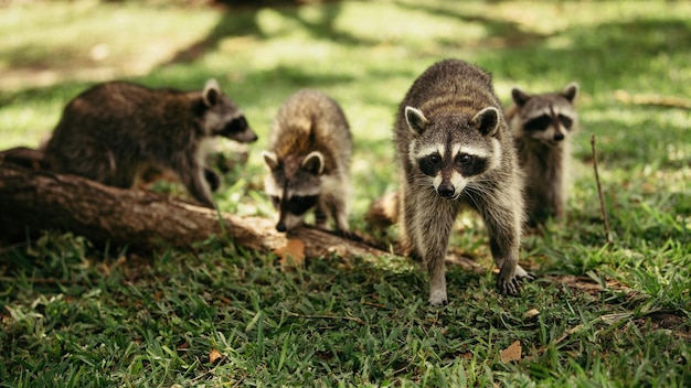 Foto primer plano de mapaches en el campo