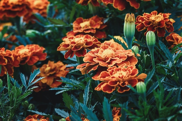 Primer plano de las maravillas del jardín de cultivo de caléndulas francesas