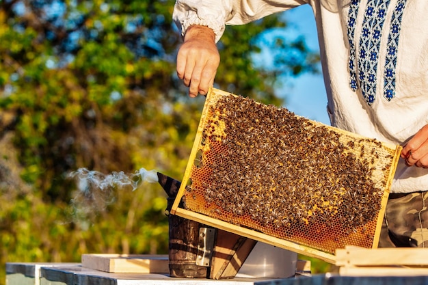 Primer plano de un marco con un panal de cera de miel con abejas en ellos Flujo de trabajo del colmenar