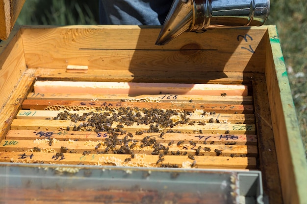 Primer plano de un marco con un panal de cera de miel con abejas en ellos Flujo de trabajo del colmenar