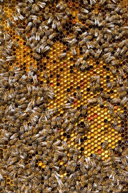 Primer plano de un marco con un panal de cera de miel con abejas en ellos Flujo de trabajo del colmenar