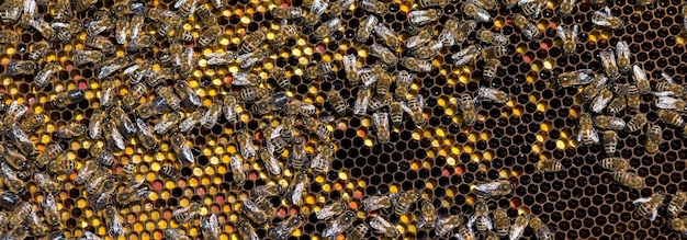 Primer plano de un marco con un panal de cera de miel con abejas en ellos Flujo de trabajo del colmenar