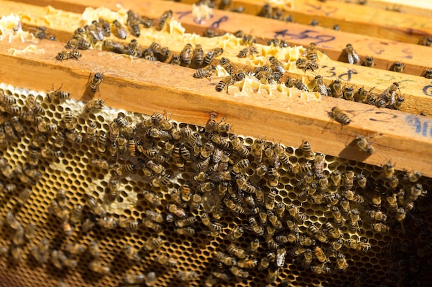 Primer plano de un marco con un panal de cera de miel con abejas sobre ellos. Flujo de trabajo del colmenar.