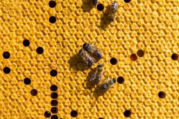 Primer plano de un marco con un panal de miel de cera con abejas sobre ellos. Flujo de trabajo del colmenar.