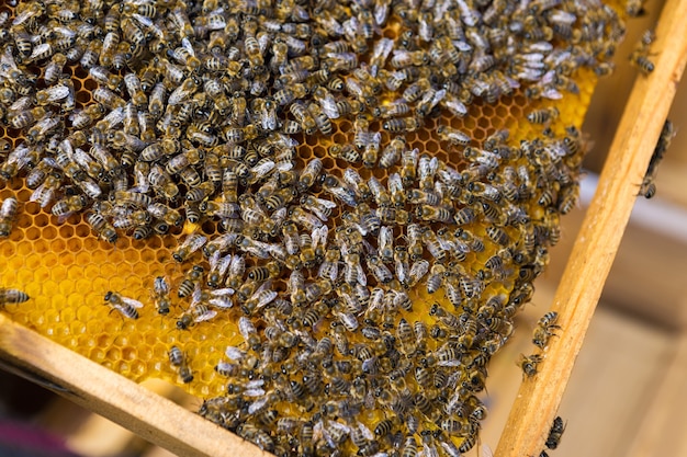 Primer plano de un marco con un panal de miel de cera con abejas sobre ellos. Flujo de trabajo del colmenar.