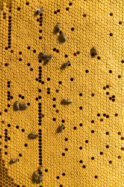 Primer plano de un marco con un panal de miel de cera con abejas sobre ellos. Flujo de trabajo del colmenar.