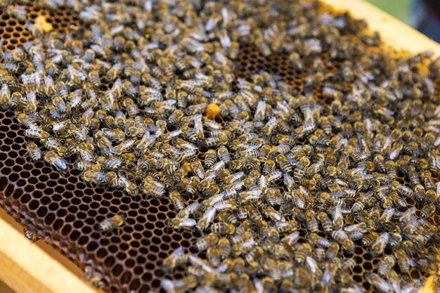 Primer plano de un marco con un panal de miel de cera con abejas sobre ellos. Flujo de trabajo del colmenar.