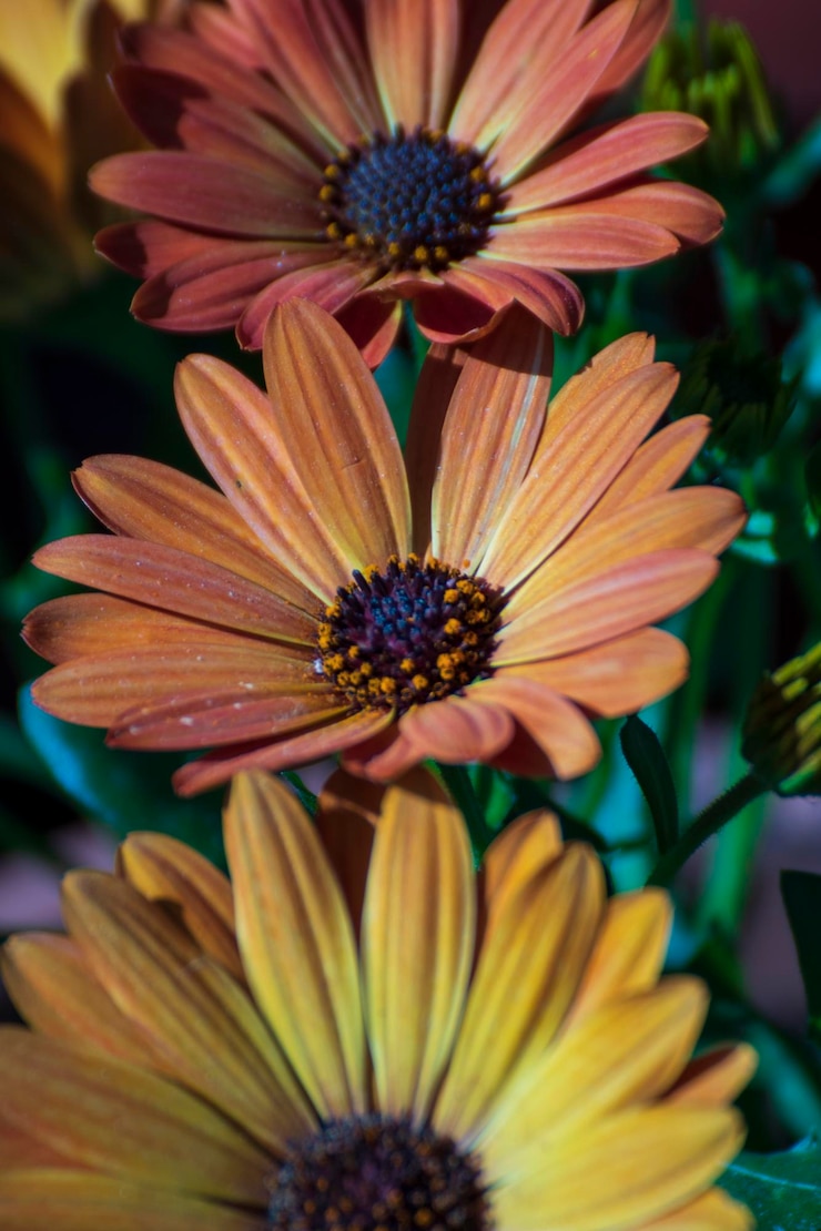 Foto primer plano de la margarita de la gerbera