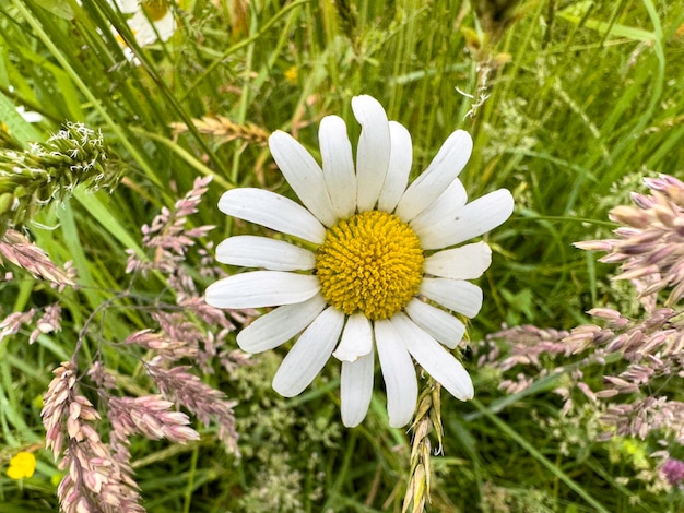 Foto un primer plano de una margarita con pétalos blancos y un centro amarillo entre las flores y la hierba