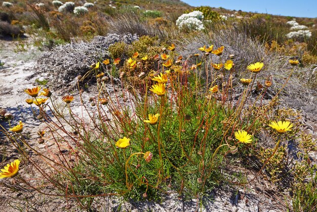 Primer plano de margaritas amarillas florecientes o fynbos que crecen en el Parque Nacional Table Mountain Cabo de Buena Esperanza Sudáfrica Arbusto de plantas florecientes frescas que brotan en un campo en un área remota y salvaje