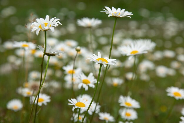 Foto primer plano de margaritas bellis perennis en un campo de hierba