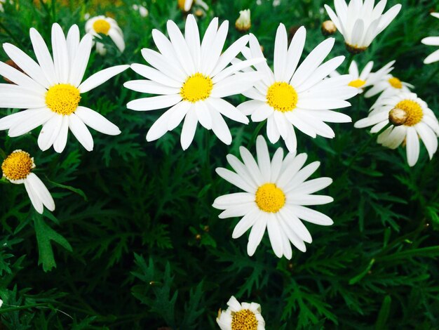 Un primer plano de margaritas blancas que florecen al aire libre