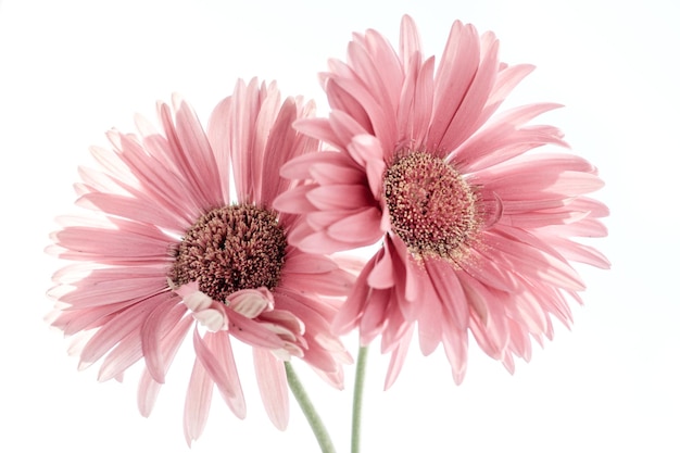 Primer plano de margaritas rosadas en flor contra un fondo blanco