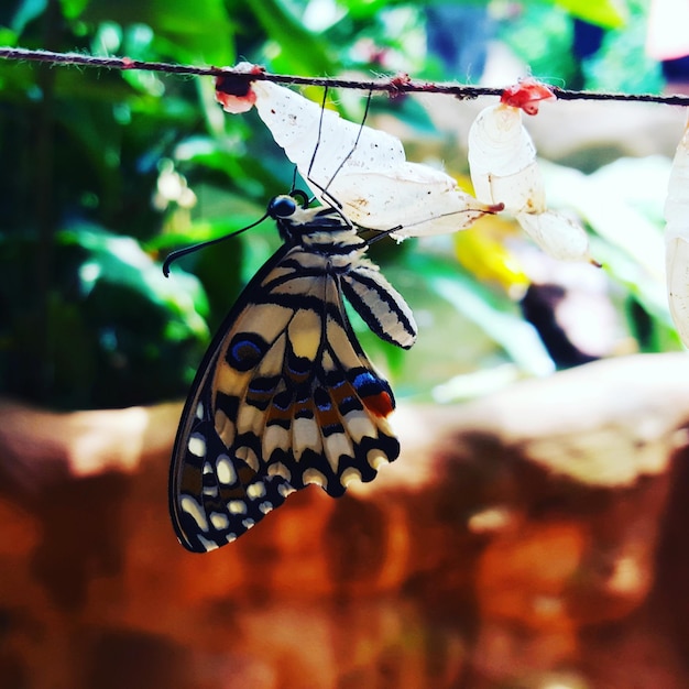 Foto primer plano de una mariposa al aire libre