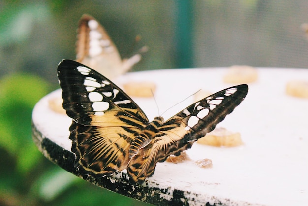 Foto primer plano de una mariposa al aire libre