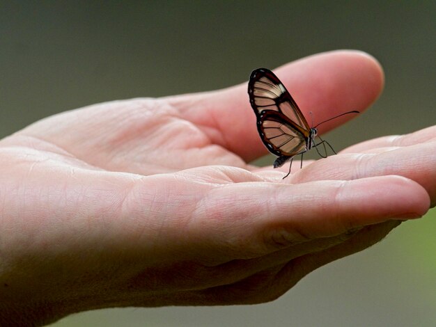 Foto primer plano de una mariposa de alas de vidrio greta oto descansando en la mano en vilcabamba, ecuador