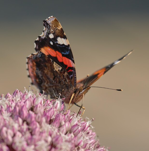 Primer plano de una mariposa almirante roja polinizando un flujo en verano Hermoso insecto colorido que vive en la naturaleza aterrizando en una flor durante un día soleado con las alas abiertas en un jardín o campo orgánico