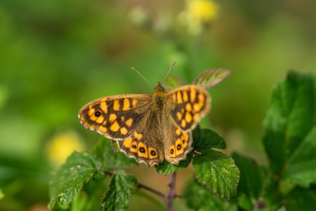 Primer plano de una mariposa amarilla que se queda en las hojas