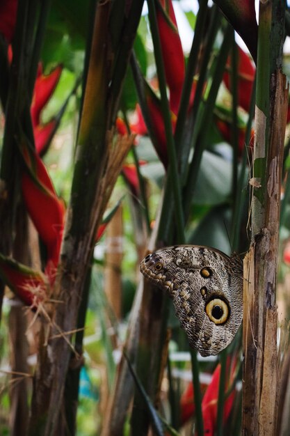 Foto primer plano de una mariposa en un árbol