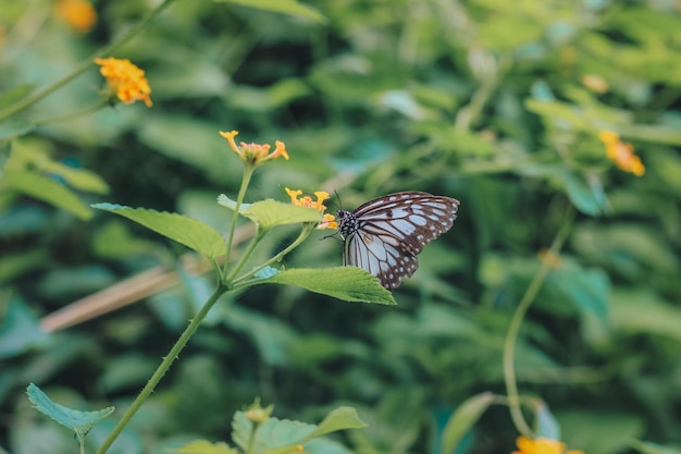 Primer plano de una mariposa blanca tropical en una flor en flor blanca