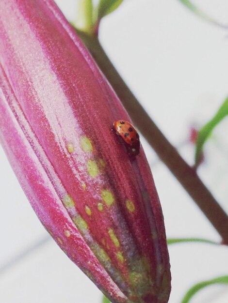 Foto primer plano de la mariposa en el brote de la flor