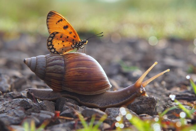 Foto primer plano de una mariposa en un caracol en el campo