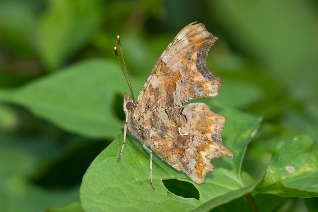 Primer plano de una mariposa de comas en la planta