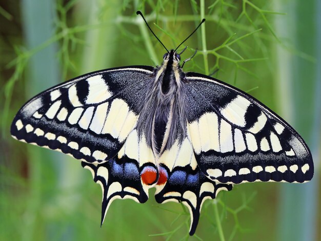 Foto primer plano de una mariposa contra un fondo borroso