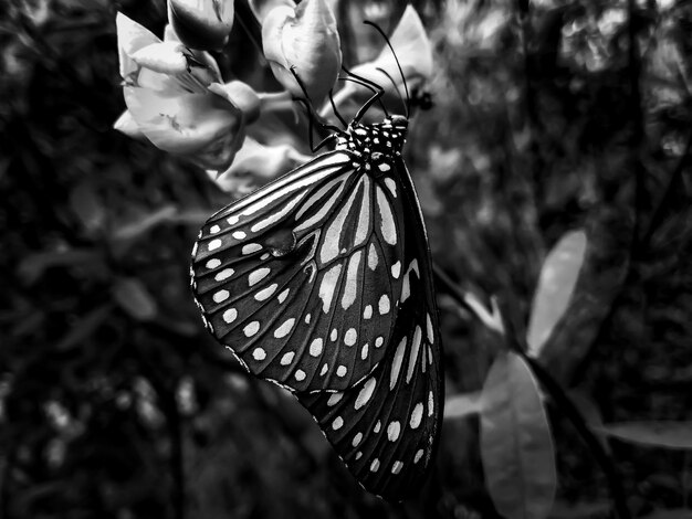 Foto primer plano de una mariposa en flor al aire libre