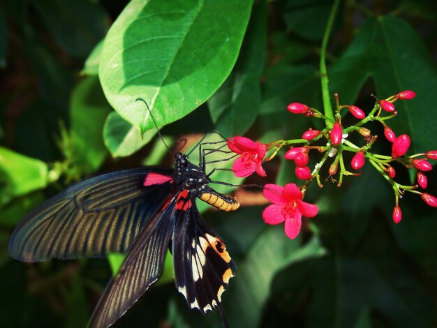 Foto primer plano de una mariposa en flor en el jardín