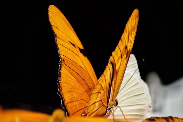 Foto primer plano de una mariposa en flor por la noche