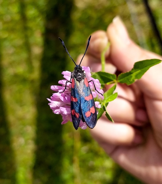 Foto primer plano de una mariposa en una flor púrpura