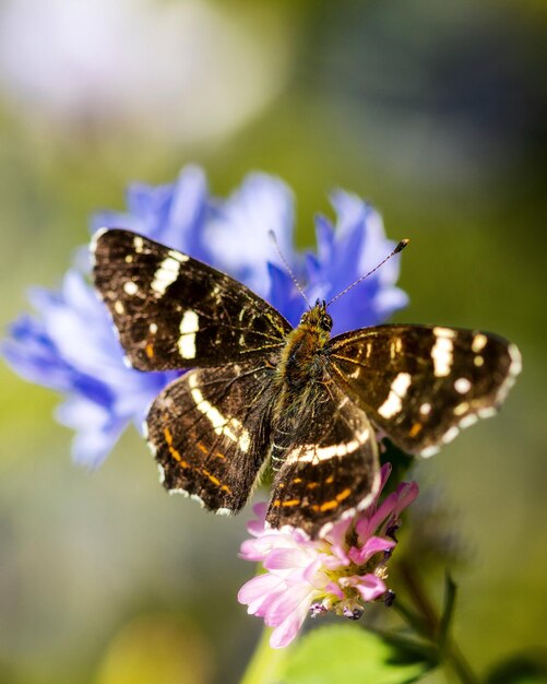 Primer plano de una mariposa en una flor púrpura