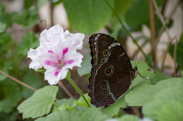 Foto primer plano de una mariposa en una flor rosada